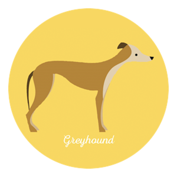 Hundkapplöpning Greyhound