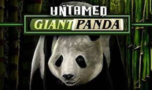 Untamed Giant Panda